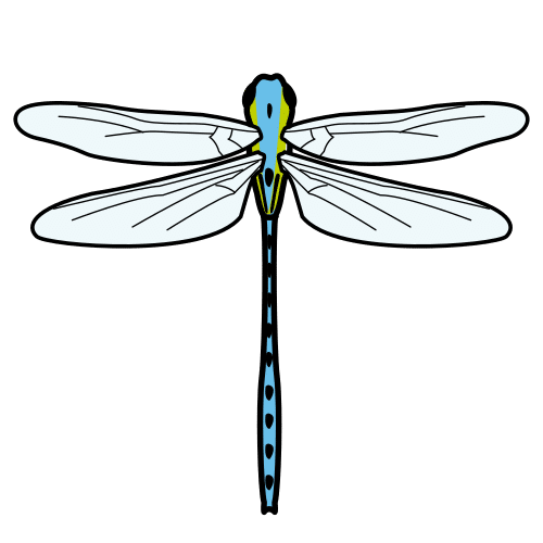 dragonfly