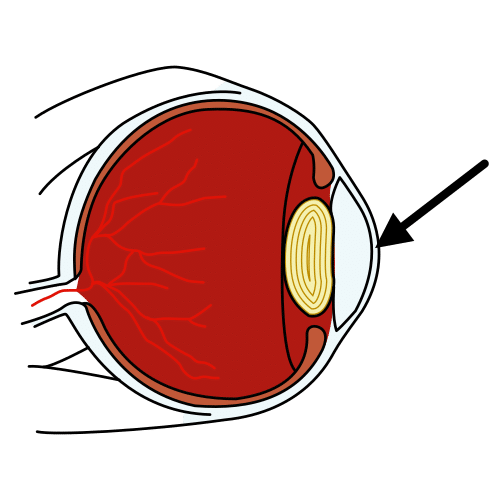 cornea