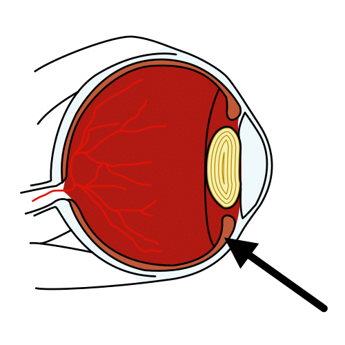 retina