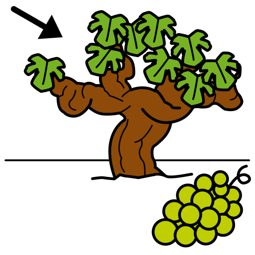 vine