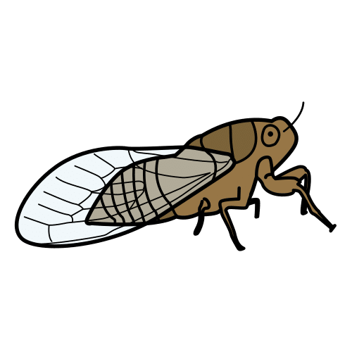 cicada