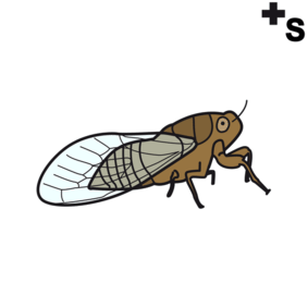 cicadas