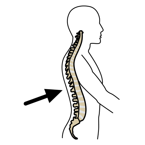 columna vertebral