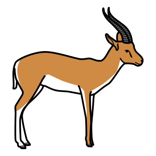 gazelle