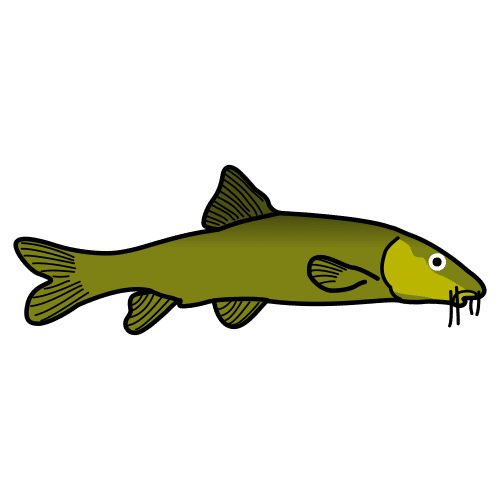 barbel