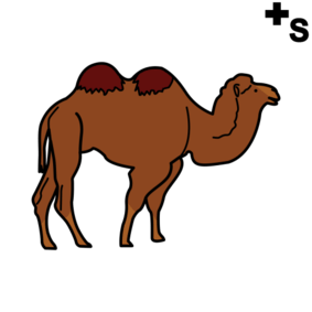 camels