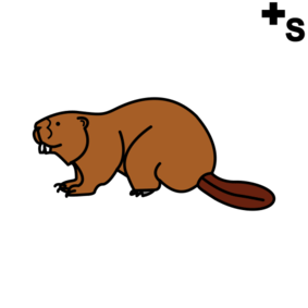 Beavers