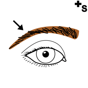 cejas