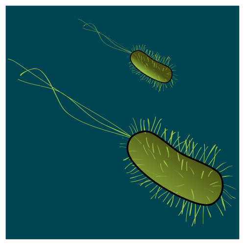 bacterium