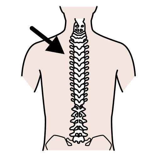 columna vertebral