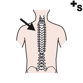 columnas vertebrales