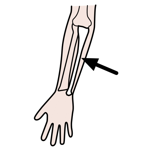 ulna