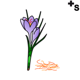 Saffron bloemen