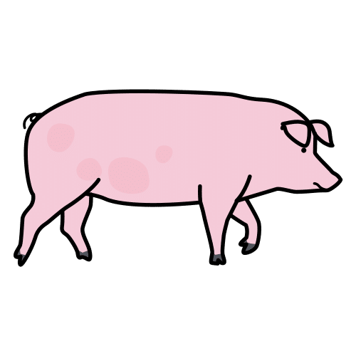 pig