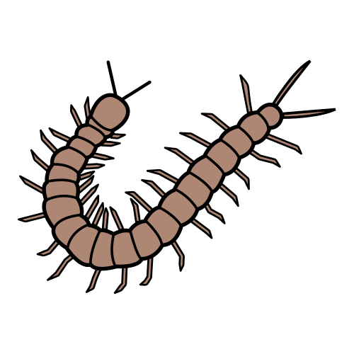 centipede