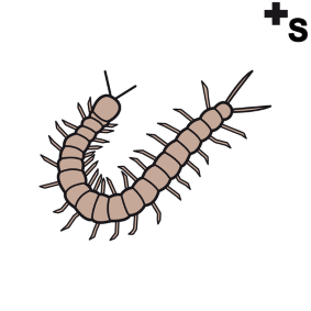 centipedes