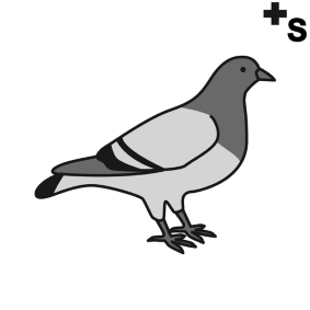 pigeons