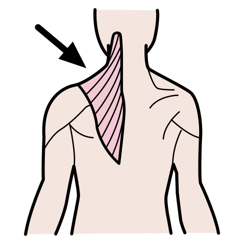 trapezius