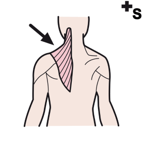 trapezius