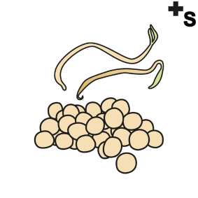 soybeans