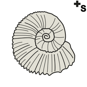 ammonites