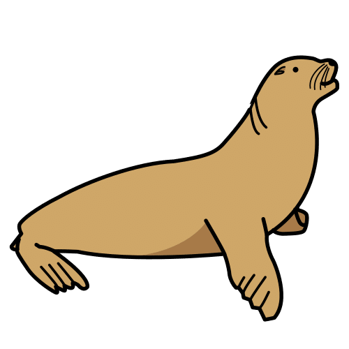 sea lion