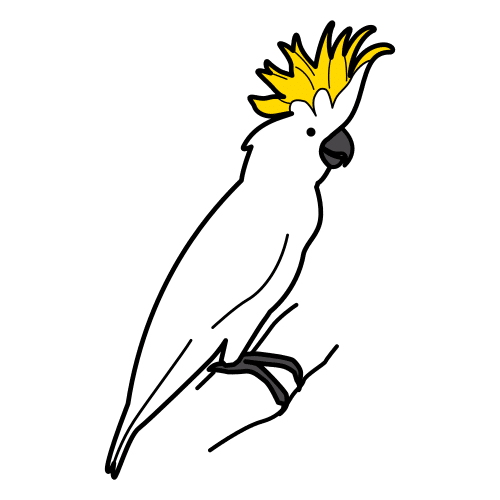 cockatoo