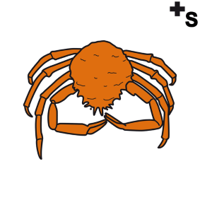 Spider crabs