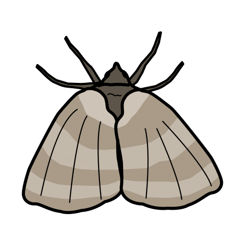 moth