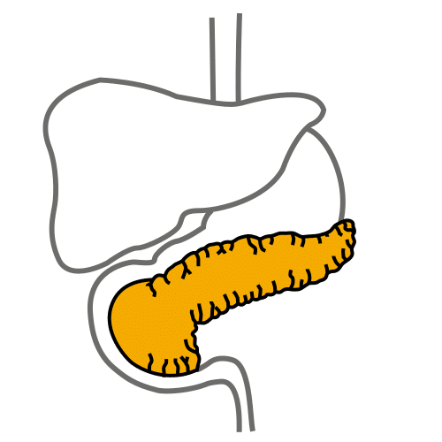 pancreas