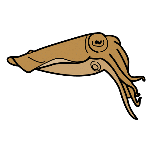 cuttlefish