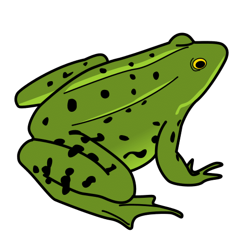 frog