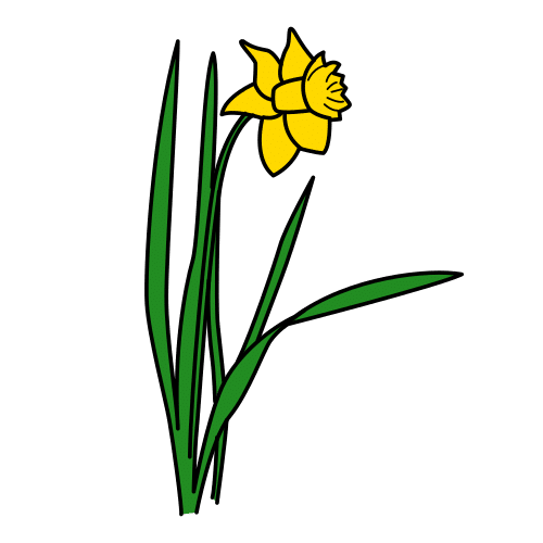 daffodil