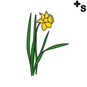 Narcissen