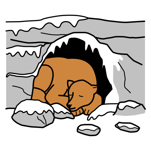 hibernate