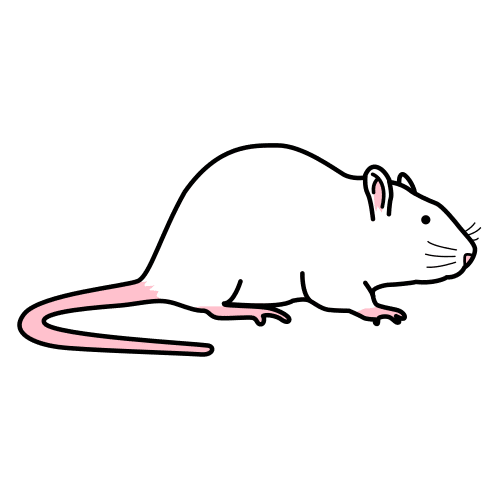 ratÃ³n