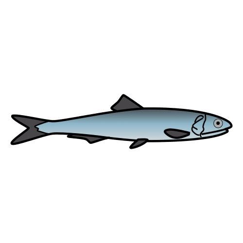 anchovy