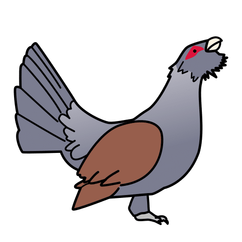 capercaillie