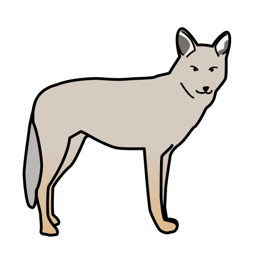 prairiewolf