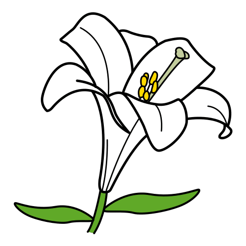 Madonna lily