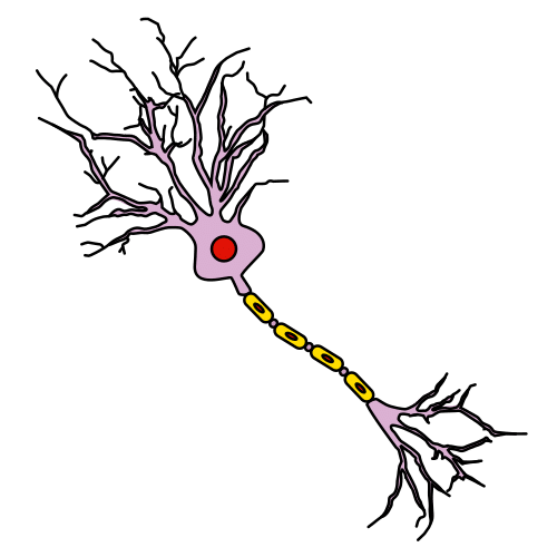 neurona