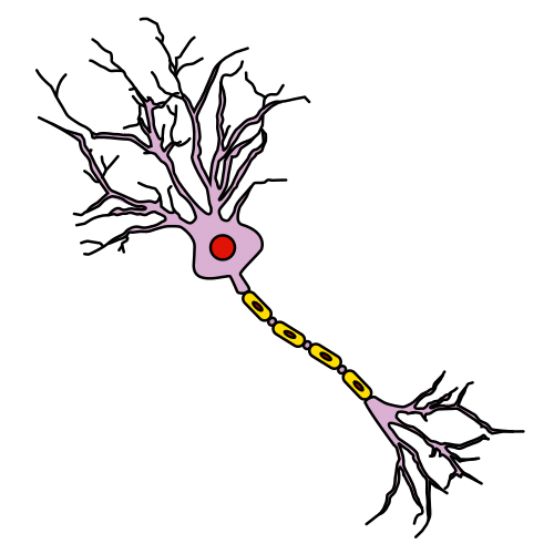 neuron