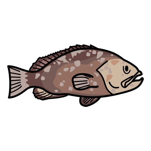 grouper
