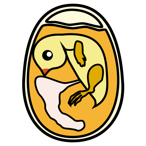 embryo