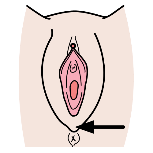 perineum