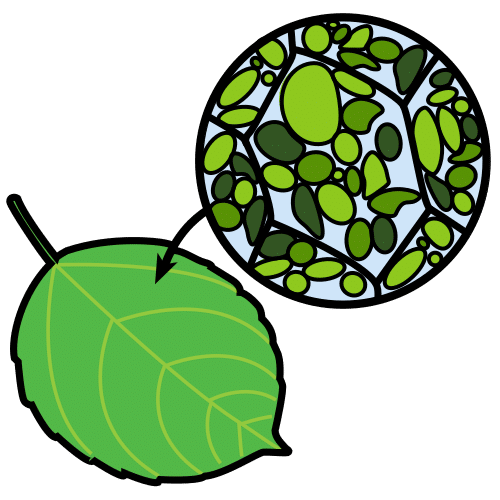 chloroplast