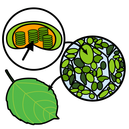 chloroplasten