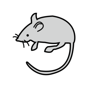 miš