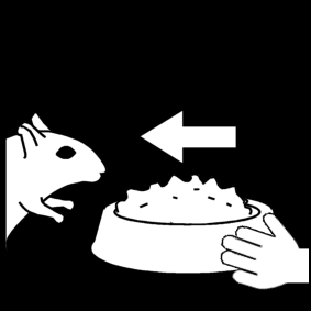 Gerbil Eten Geven