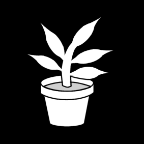 Kamerplant